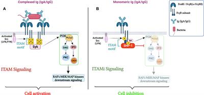 Fc receptors act as innate immune receptors during infection?